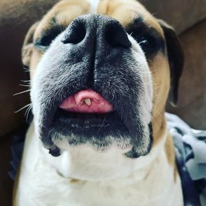 Meet your Posher, Heshedsheshed